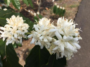 Отель Hawaii Belt Coffee Garden  Кэптайн Кук